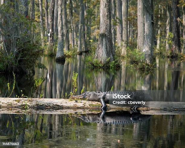 Alligator Ruhen Auf Log Stockfoto und mehr Bilder von Alligator - Alligator, Sumpf, South Carolina