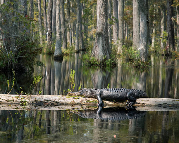 Alligator resting on log American alligator resting on log in swamp alligator stock pictures, royalty-free photos & images