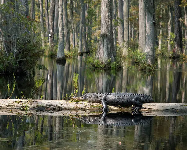 American alligator resting on log in swamp