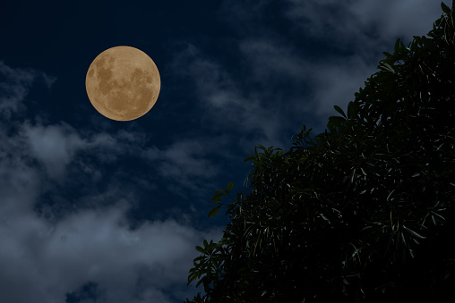Full moon on sky with clouds and tree branch silhouette in the night.
