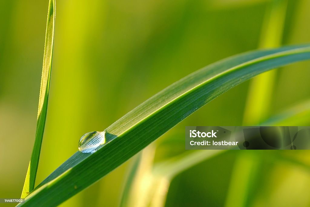 waterdrop en hierba y profundidad de campo - Foto de stock de Abstracto libre de derechos