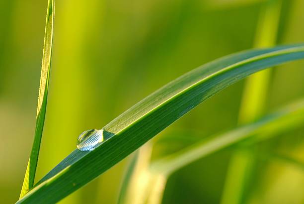 waterdrop on grass and shallow depth of field stock photo