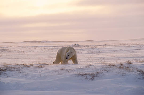 istock Polar bear on Arctic tundra 144877076