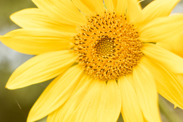 Sunflower up close background