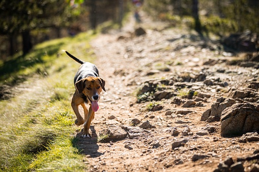 A dog running on a rocky footpath surrounded by trees and grass