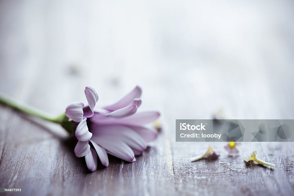 romantic background flower-compositon  on rustic wood, I have used split-tone Backgrounds Stock Photo