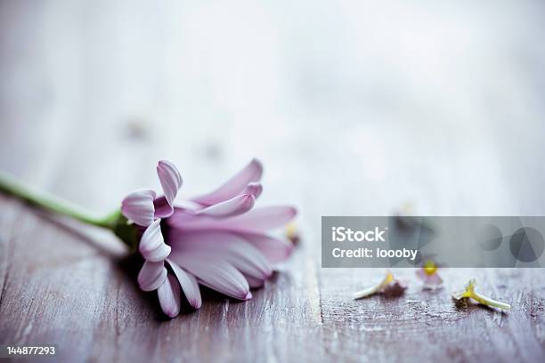 Romantic Background Stock Photo - Download Image Now - Backgrounds, Beauty, Beauty In Nature