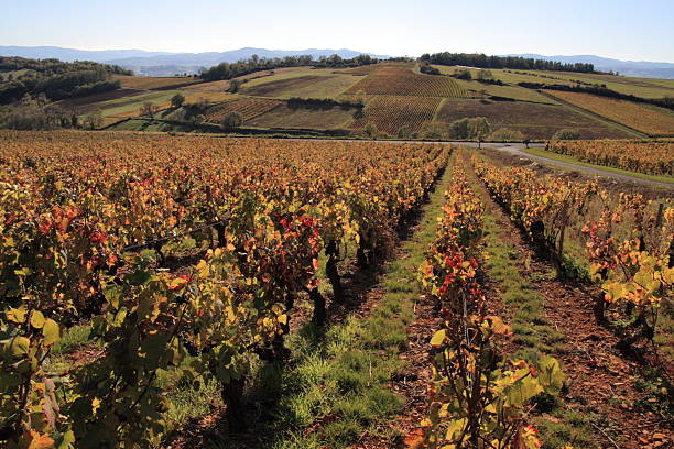 Vinha de beaujolais - fotografia de stock