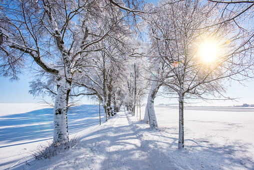 treelined footpath in winter with sunbeams
