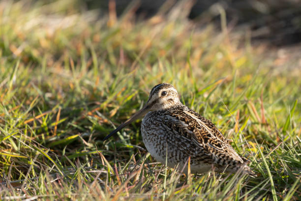 istock Magellanic Snipe, Gallinago magellanica, 1448774983