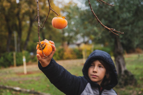 niño alcanzando con su mano para cosechar una fruta madura de color caqui que crece en un árbol de caqui - children only tree area exploration freshness fotografías e imágenes de stock