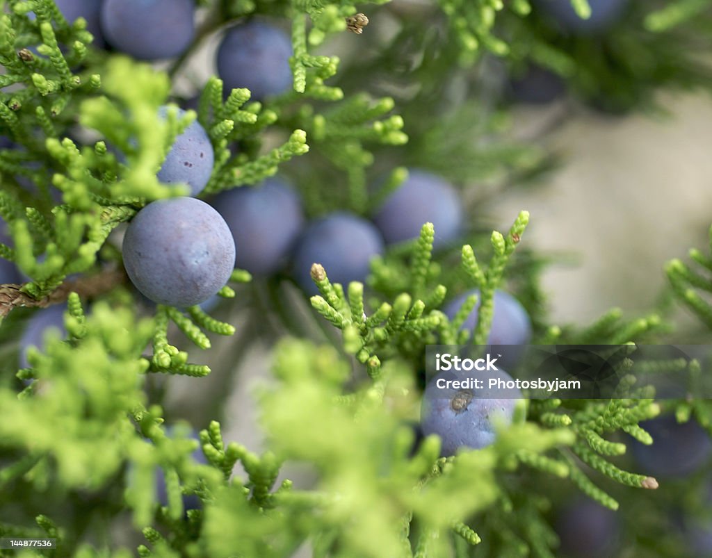 Mountain Cedar Texas mountain cedar female-tree with blue berries. This tree causes a lot of people to suffer from allergies. Cedar Tree Stock Photo