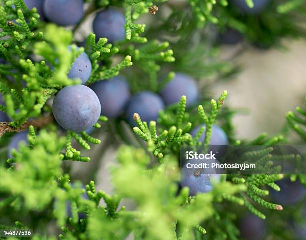 Mountain Cedar Stock Photo - Download Image Now - Cedar Tree, Berry, Texas