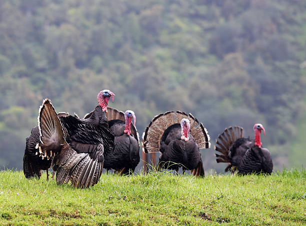 Bandada de Turkeys - foto de stock