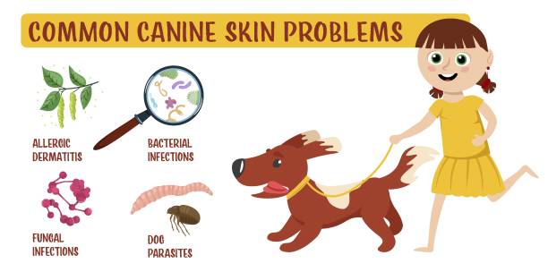 ilustraciones, imágenes clip art, dibujos animados e iconos de stock de problemas de la piel del perro. ilustración horizontal. diseño gráfico - scratching dog skin condition allergy