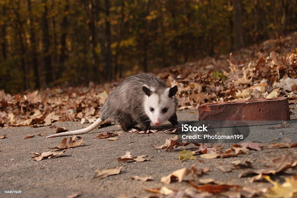 Junge possum - Lizenzfrei Beutelratte Stock-Foto