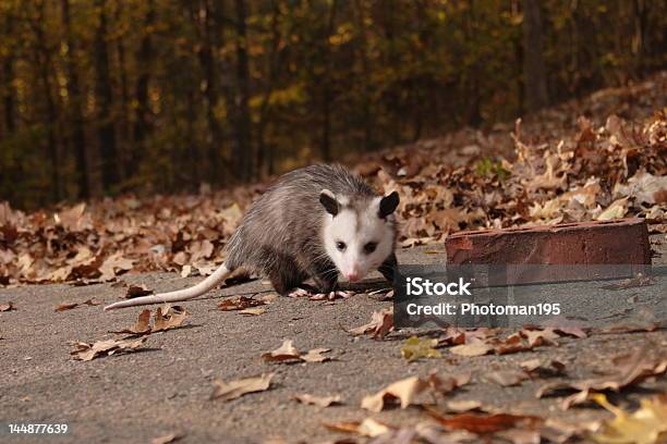 Photo libre de droit de Jeune Possum banque d'images et plus d'images libres de droit de Opossum - Opossum, Arbre, Blanc