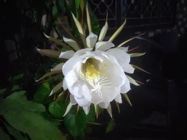 White Flower in Night at Hamirpur Himachal Pradesh India 01