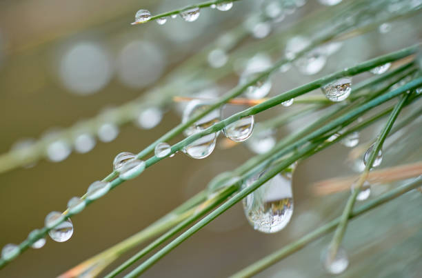 dew drops on blades of grass stock photo