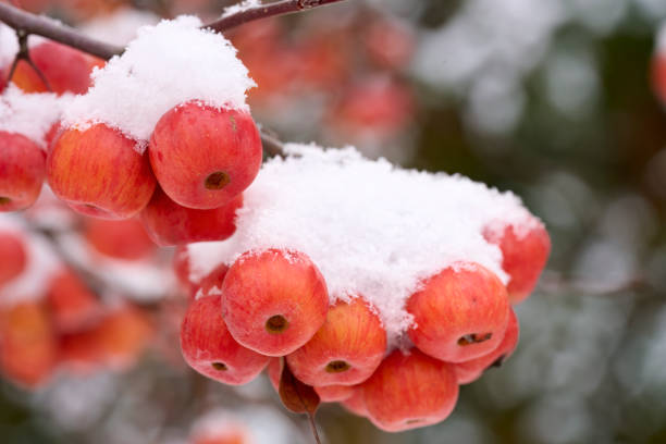 ripe snowy apples