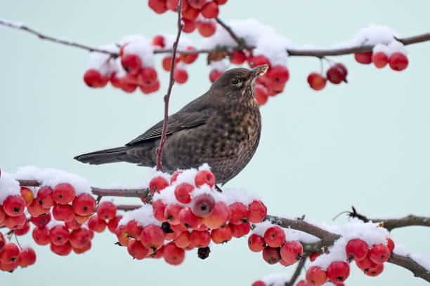 istock black bird in snowy apple tree 1448777353