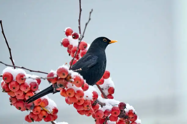 blackbird, Turdus Merula, sitting on an ornamental apple tree in fresh powder snow