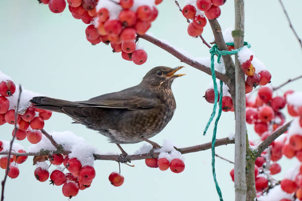 istock black bird in snowy apple tree 1448777393