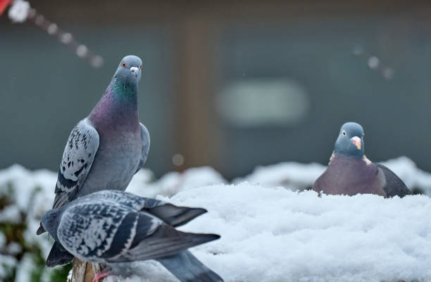 istock hungry dove in winter 1448777706
