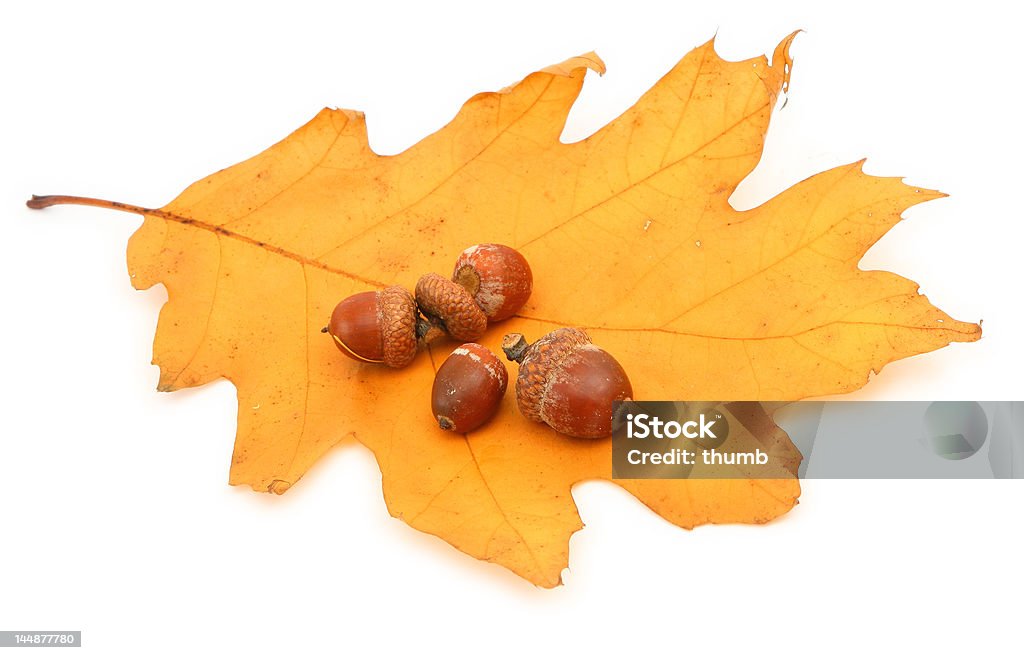 oak leaf und selbst noch - Lizenzfrei Ausgebleicht Stock-Foto