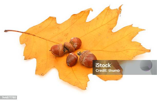 Oak Leaf Und Selbst Noch Stockfoto und mehr Bilder von Ausgebleicht - Ausgebleicht, Ausgedörrt, Blatt - Pflanzenbestandteile