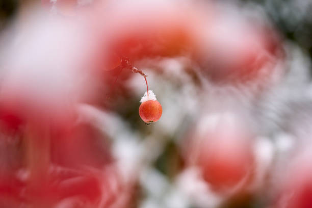 ripe snowy apples