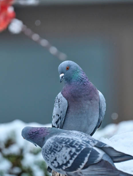 istock hungry dove in winter 1448778228