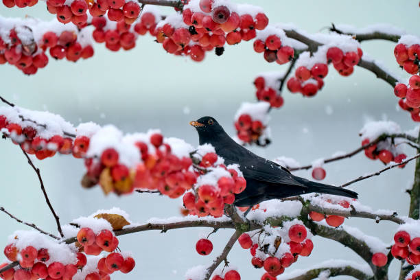 istock black bird in snowy apple tree 1448778282