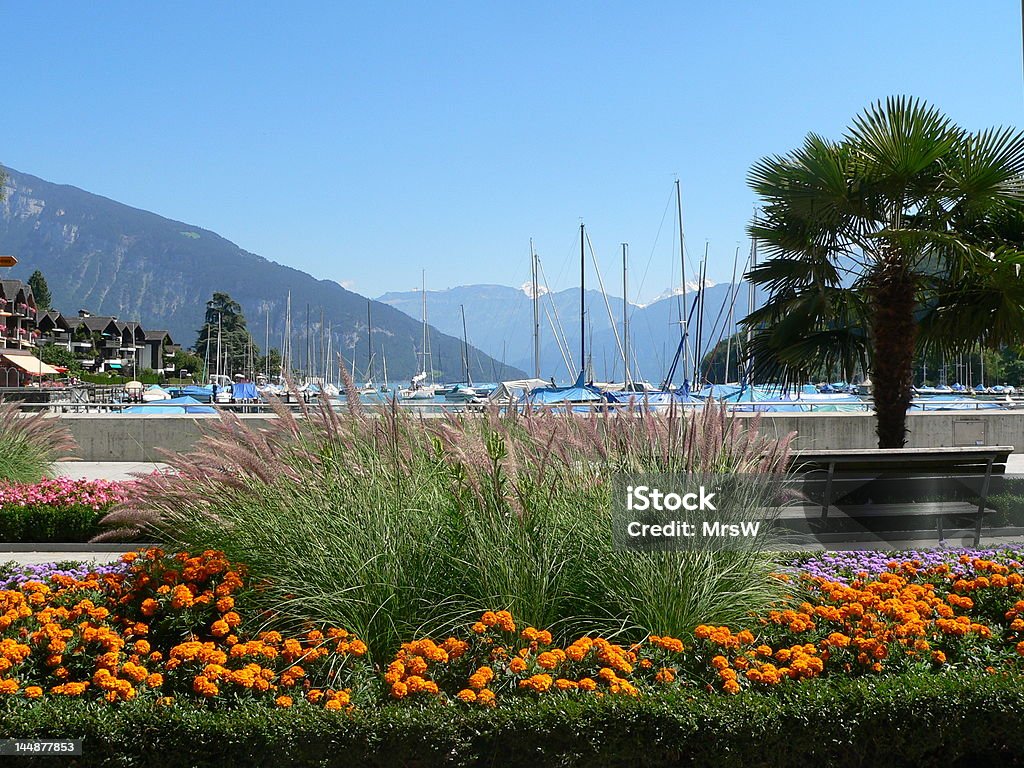 Lago Svizzera - Foto stock royalty-free di Aiuola