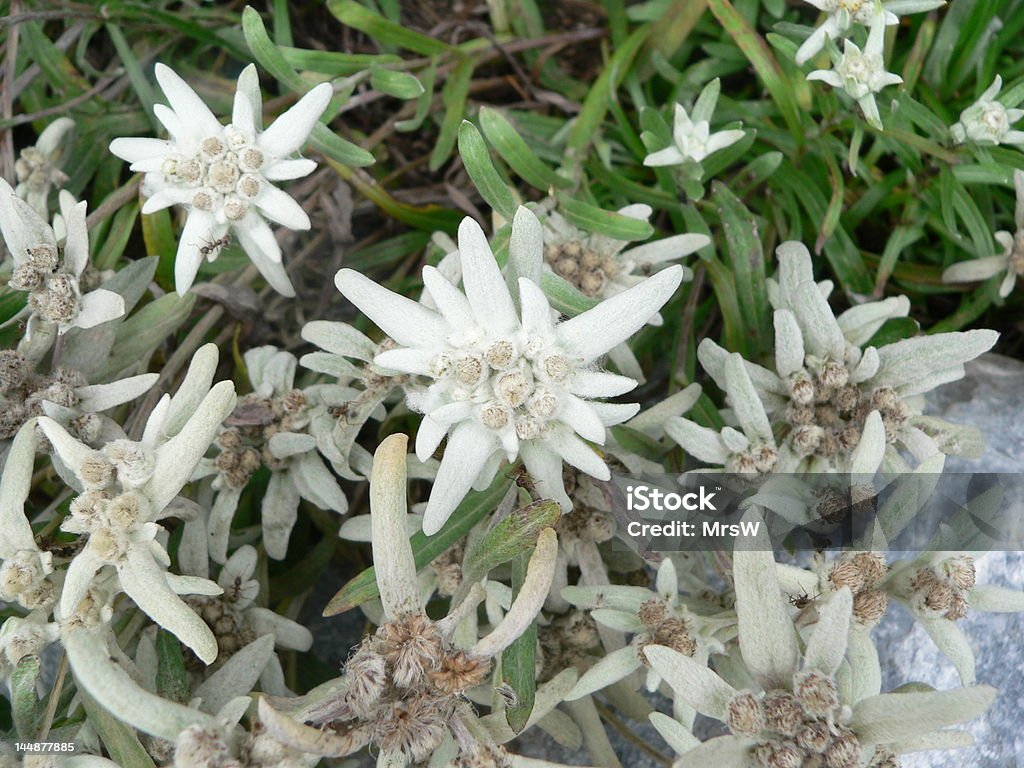 Edelweiss in der Schweiz - Lizenzfrei Alpen Stock-Foto