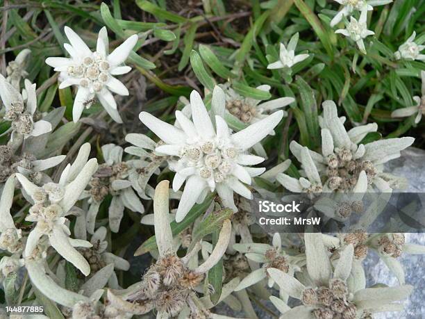 Edelweiss In Der Schweiz Stockfoto und mehr Bilder von Alpen - Alpen, Berg, Berner Alpen