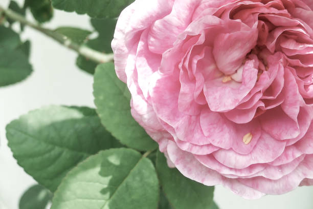 istock flower pale pink rose with green leaves selective focus. bokeh 1448778882