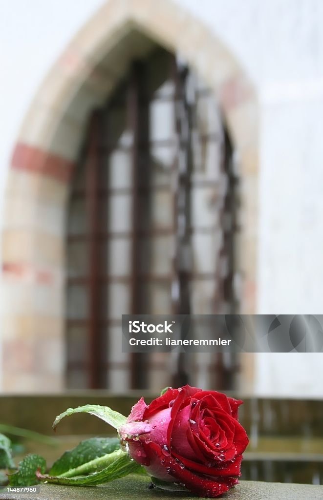 Rote rose - Lizenzfrei Blume Stock-Foto