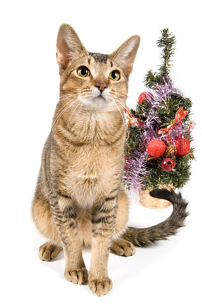 istock The cat meets New Year 144877980