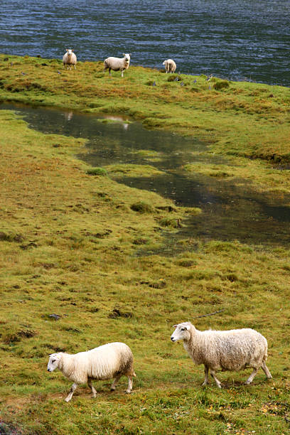 Sheep on meadow stock photo