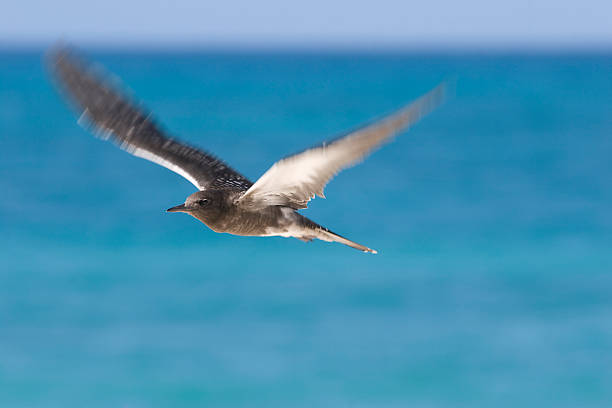 sooty tern flight sooty tern flight was shutted on bird island. Seychelles Republic brown noddy stock pictures, royalty-free photos & images