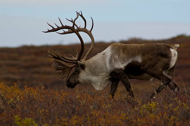 Caribou walking accross the tundra in Denali Natinal Park
