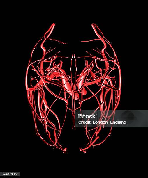 Мозг Артерий Вид Сверху — стоковые фотографии и другие картинки Кровоток - Кровоток, Анатомия, Артерия