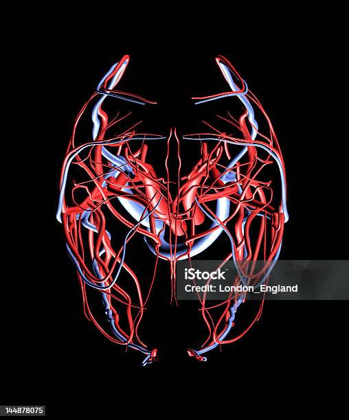 Cervello Le Arterie E Vene Vista Dallalto - Fotografie stock e altre immagini di Flusso sanguigno - Sistema cardiovascolare - Flusso sanguigno - Sistema cardiovascolare, Anatomia umana, Arteria