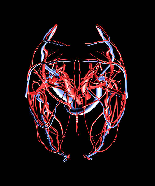 мозг артерий и вен вид сверху - human cardiovascular system human nervous system animal brain nerve cell стоковые фото и изображения