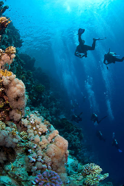 istock Diving group exploring the reef of the ocean 144878111