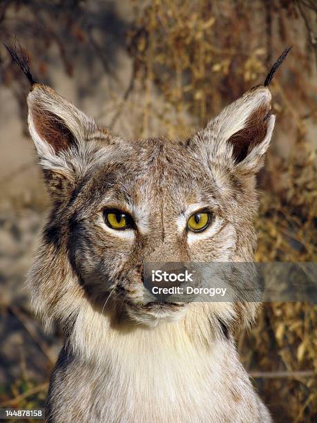 Lynx - オオヤマネコのストックフォトや画像を多数ご用意 - オオヤマネコ, 1人, アルマトイ