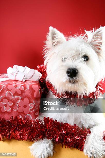 Santa Claus Stockfoto und mehr Bilder von Behaart - Behaart, Feiertag, Fotografie