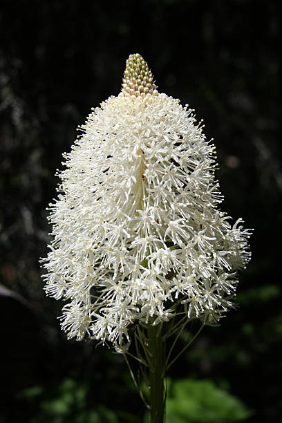 Xerophyllum-fiore di Glacier National Park - foto stock