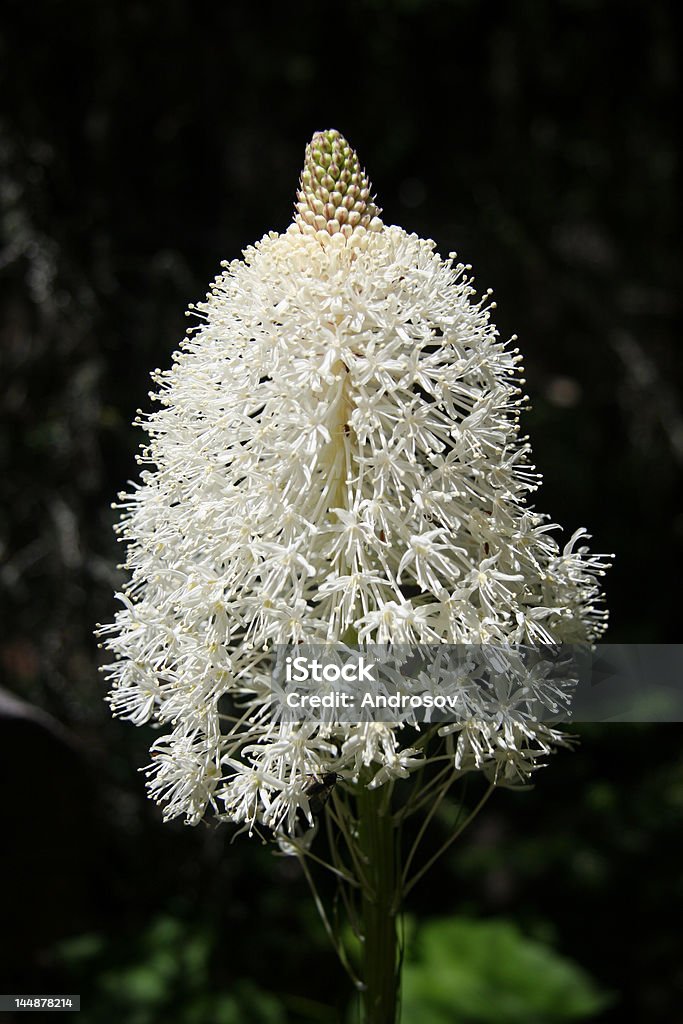 Xerophyllum-kwiat w Parku Narodowym Glacier - Zbiór zdjęć royalty-free (Alberta)